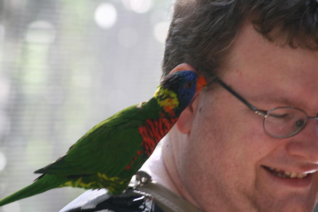 20081019 wild animal park 034.jpg - San Diego Zoo - Lorikeet eating Ivon